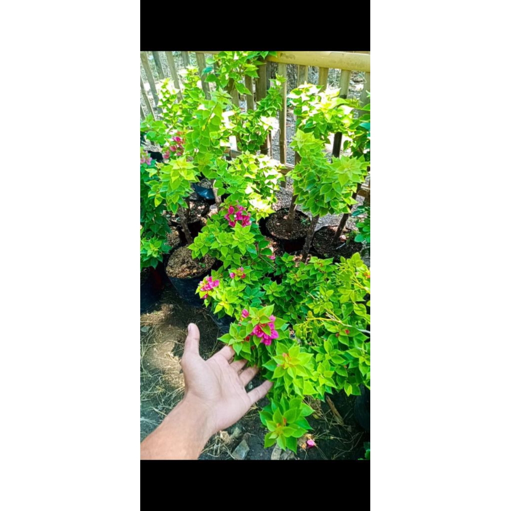 Bogenvil Singapur ori