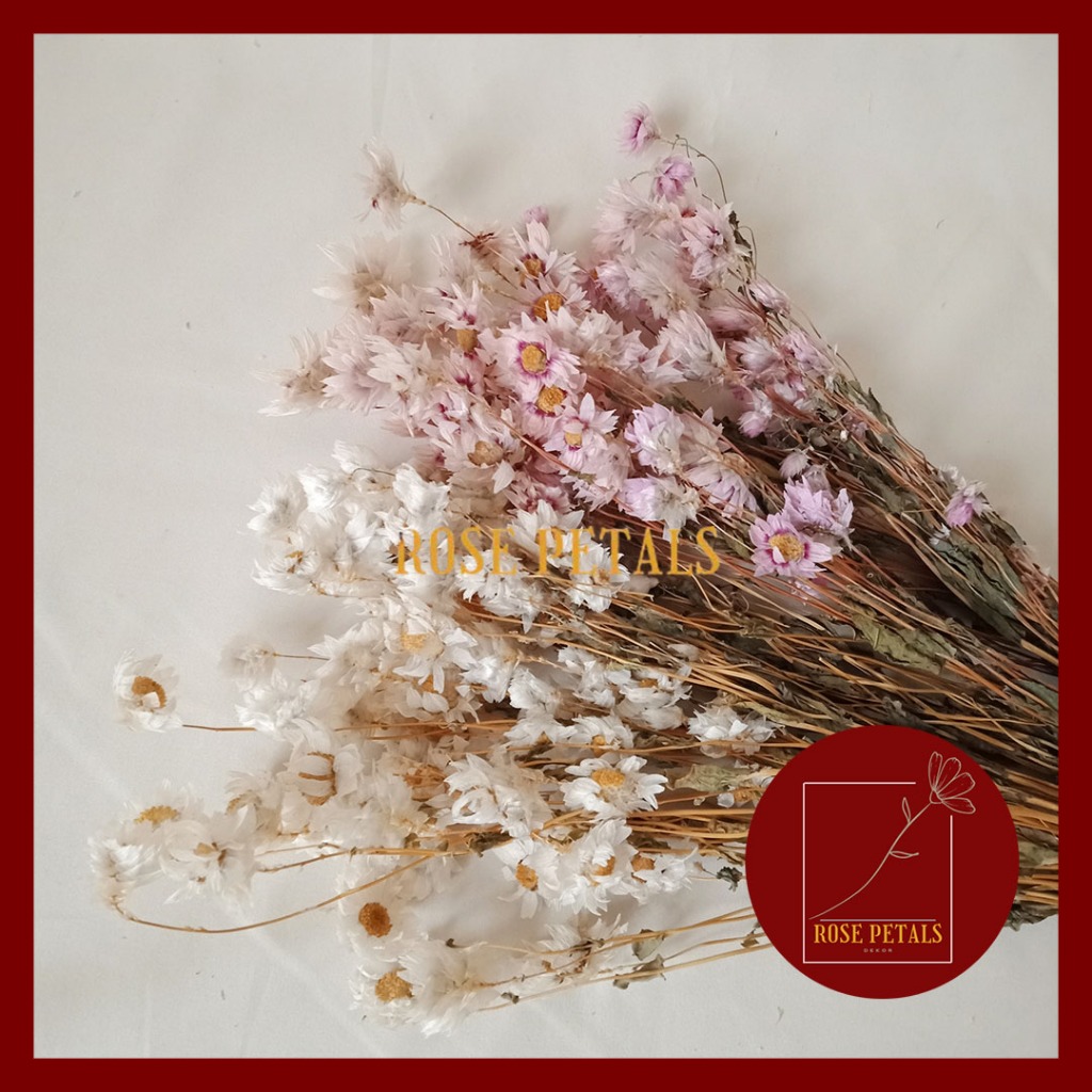 Dried Flower Preserved Daisy Bunga Kering Rodanthe White Pink dekor hand buket bucket hiasan rumah