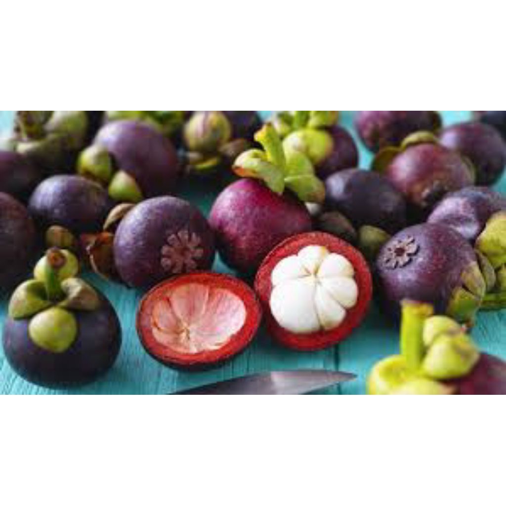 

buah manggis segar dan higienis