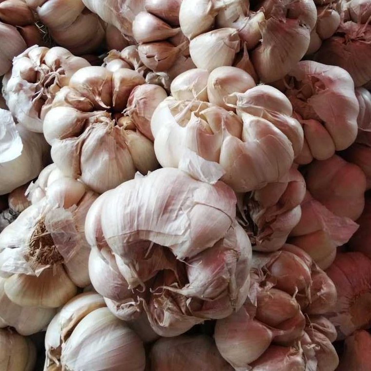 

BAWANG PUTIH 500 GRAM KUALITAS PREMIUM GRADE A