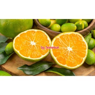 

Bibit Jeruk Baby Java Siap Berbuah