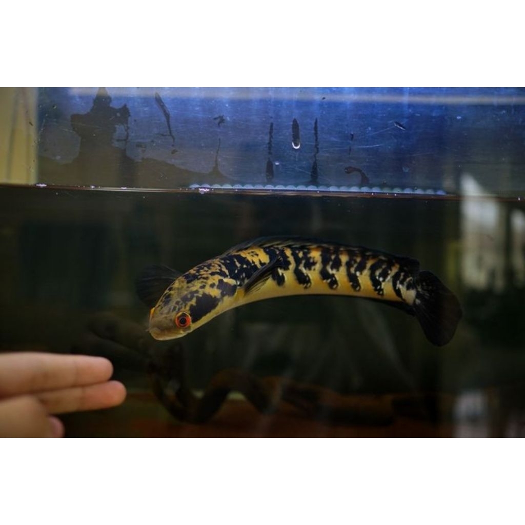 Maru yellow sentarum ( bahan progres)