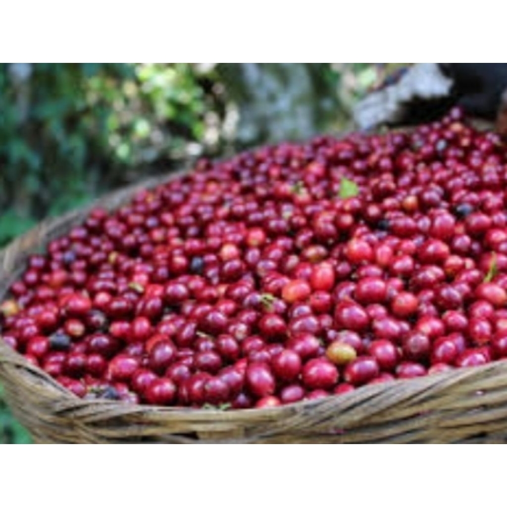 

KOPI bubukRUMAHANasli