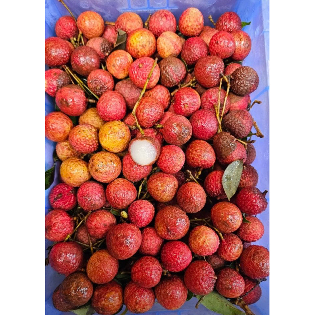 

promo leci merah negro