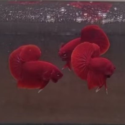 bahanan hmpk sr (super red)