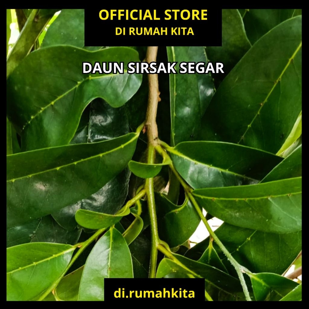 

Daun Sirsak Segar 1000 g