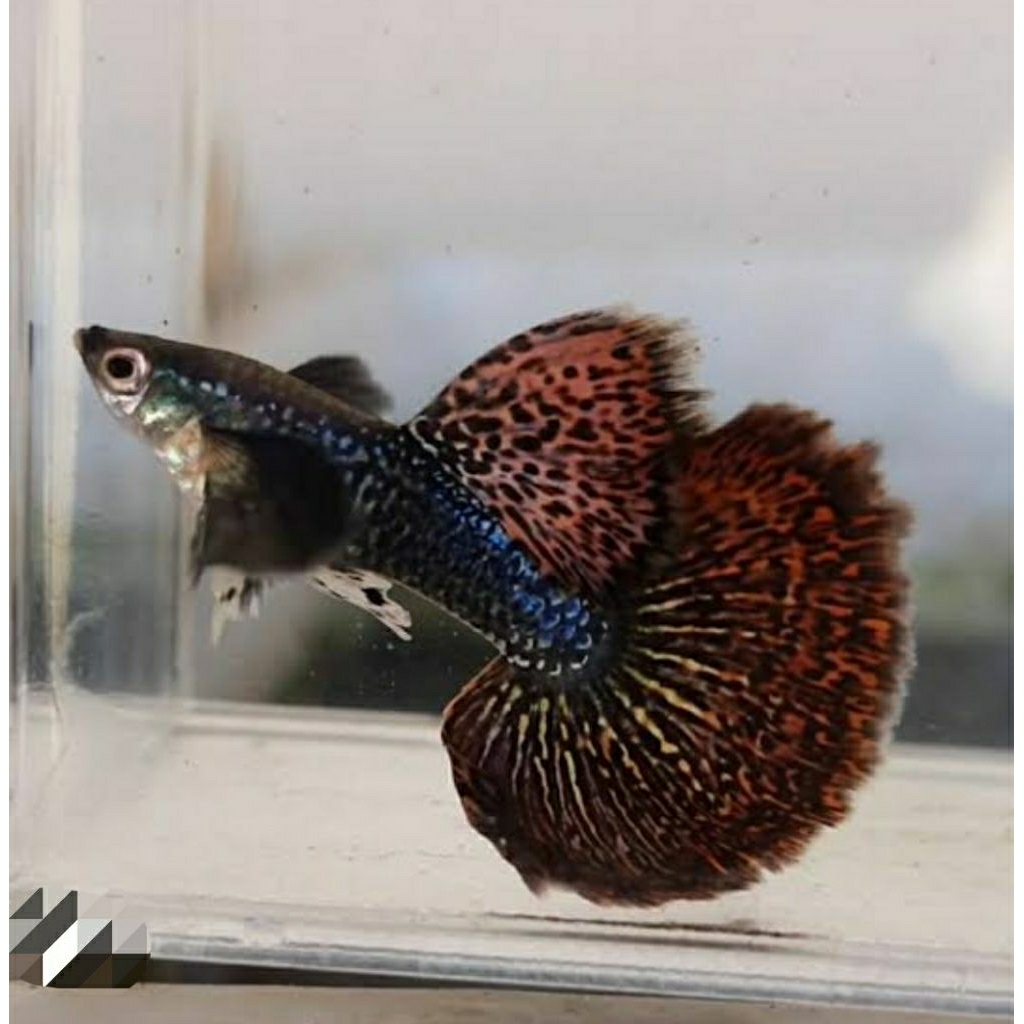 stiker guppy red dragon HM