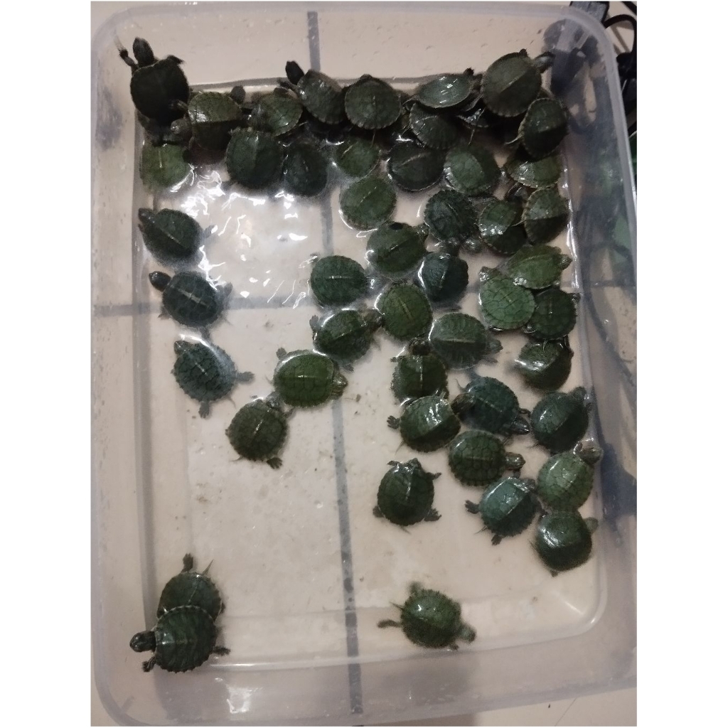 Pelet & kura brazil baby