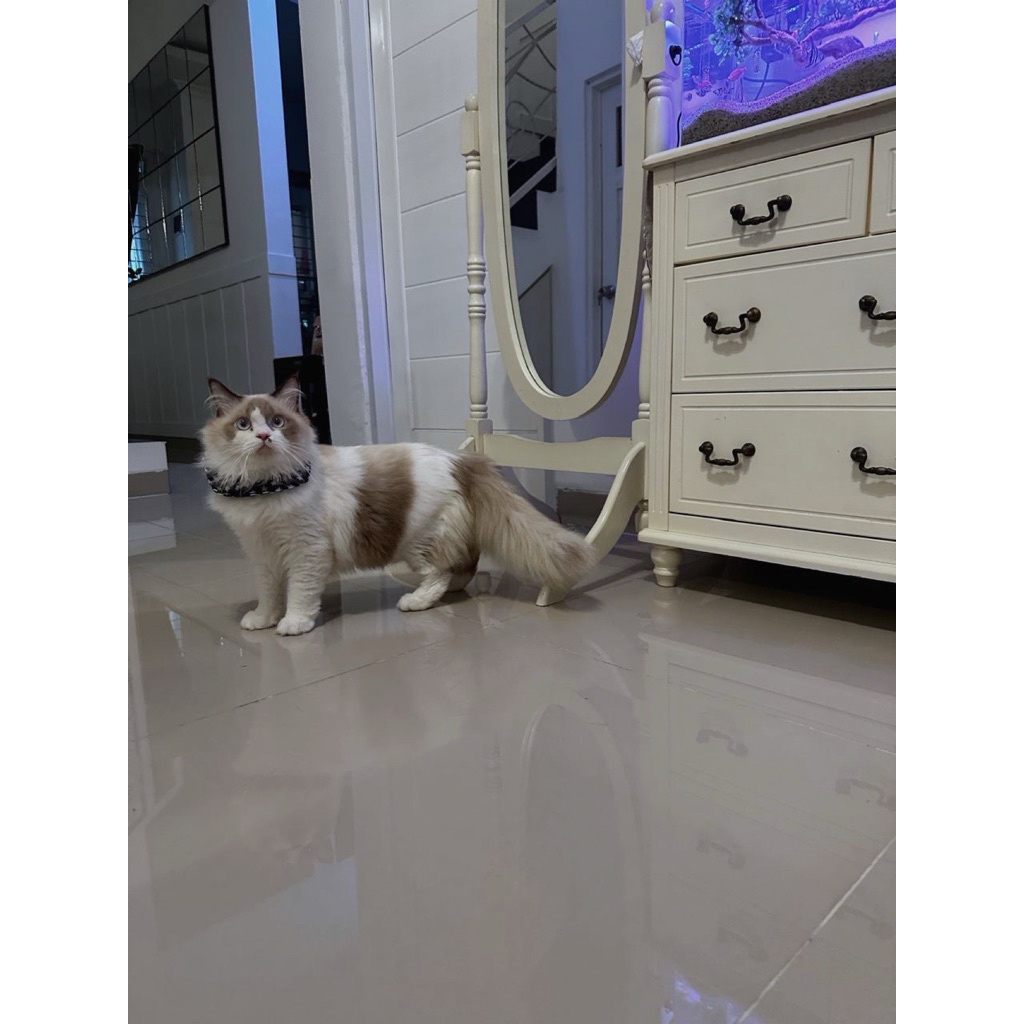 Ragdoll Jantan 1th +