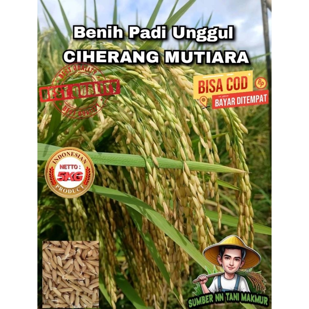 Benih Padi SUPER CIHERANG MUTIARA (1 KG) Bibit Unggul, Gabah Berkualitas