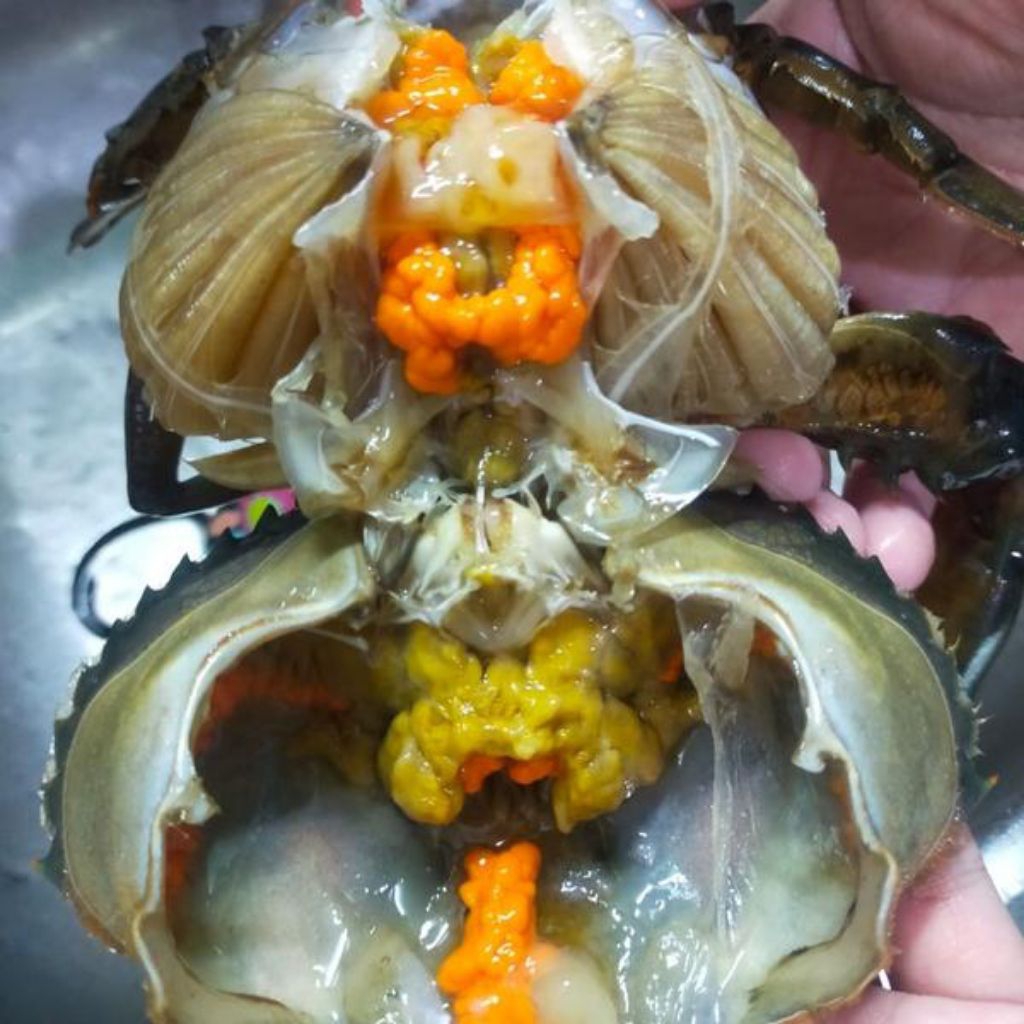 

Kepiting Bakau Medan - Kepiting Hidup/ Kepiting Telur Isi 5-7 Ekor