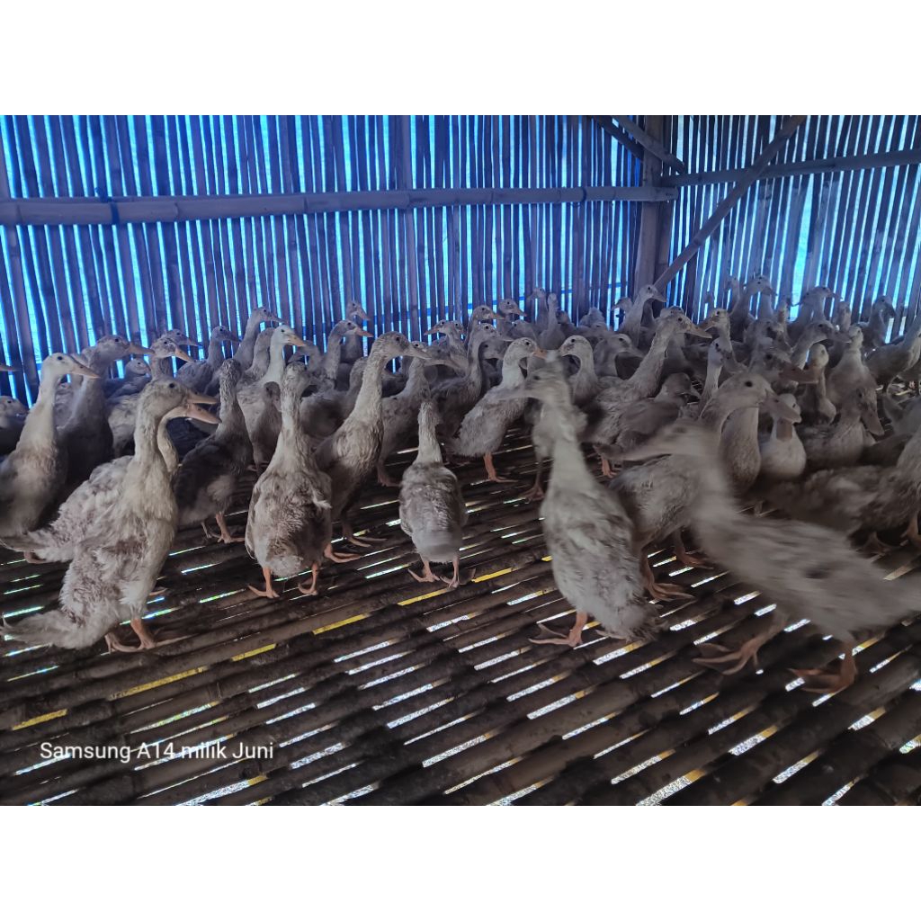 

Bebek Pedaging fresh dari Kandang