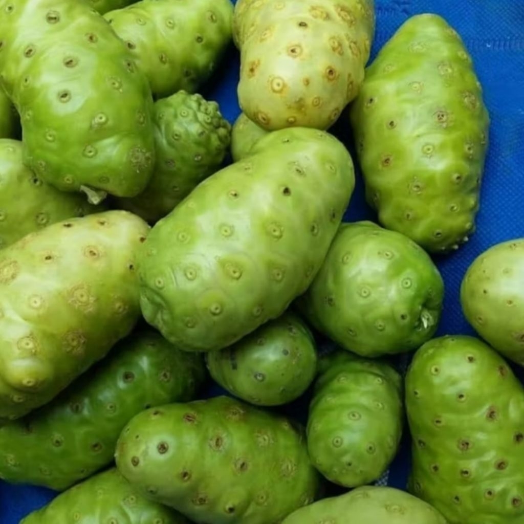 

Buah Mengkudu/Pace Segar – Kaya Manfaat & Enak Dijus 1000 gram