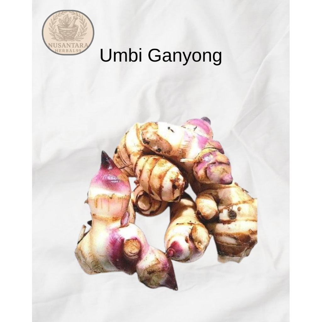

Umbi Ganyong Merah Segar Siap Olah 1kg