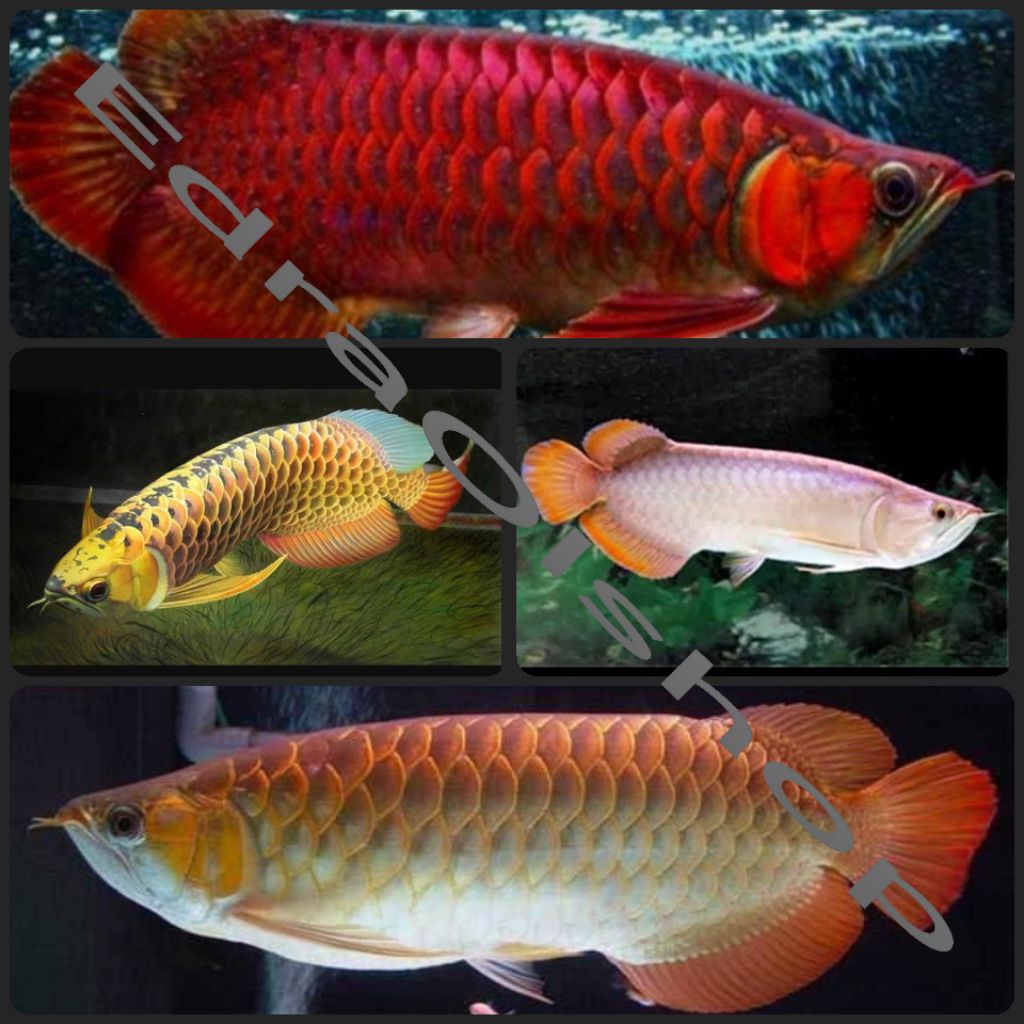 FREE Styrofoam 30cm Ikan Patung Super Arwana Hiasan Red Banjar Aquarium Golden HB Gemuk Sehat Lincah