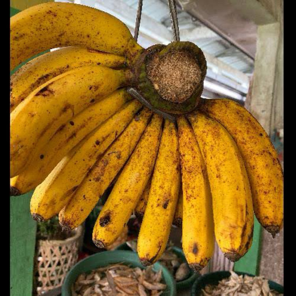 

Pisang Barangan Harga 1 Sisir
