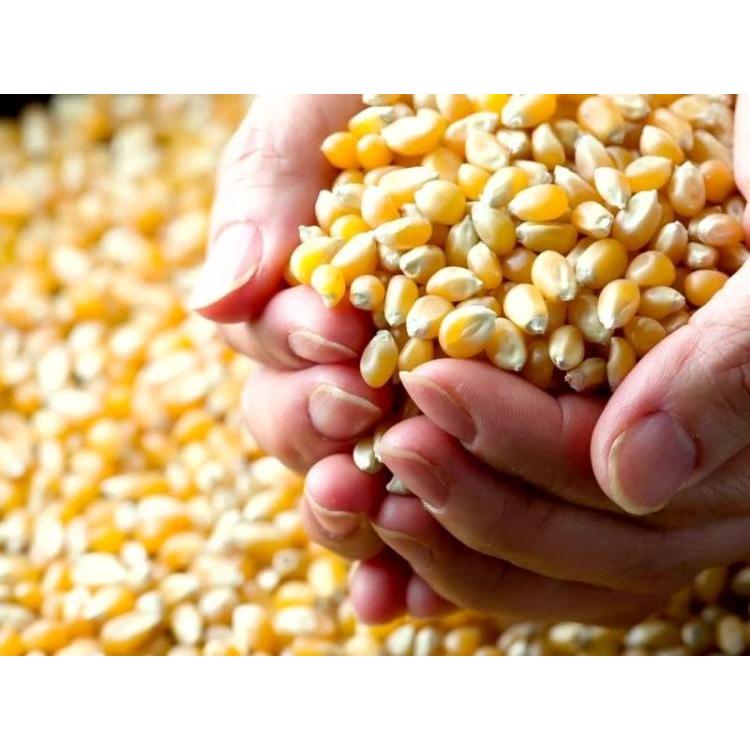 

jagung popcorn cemilan keluarga popcorn