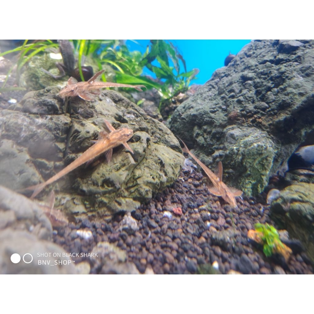 alat pembersih Red Lizard whiptail catfish pembersih algae aquascape akuarium