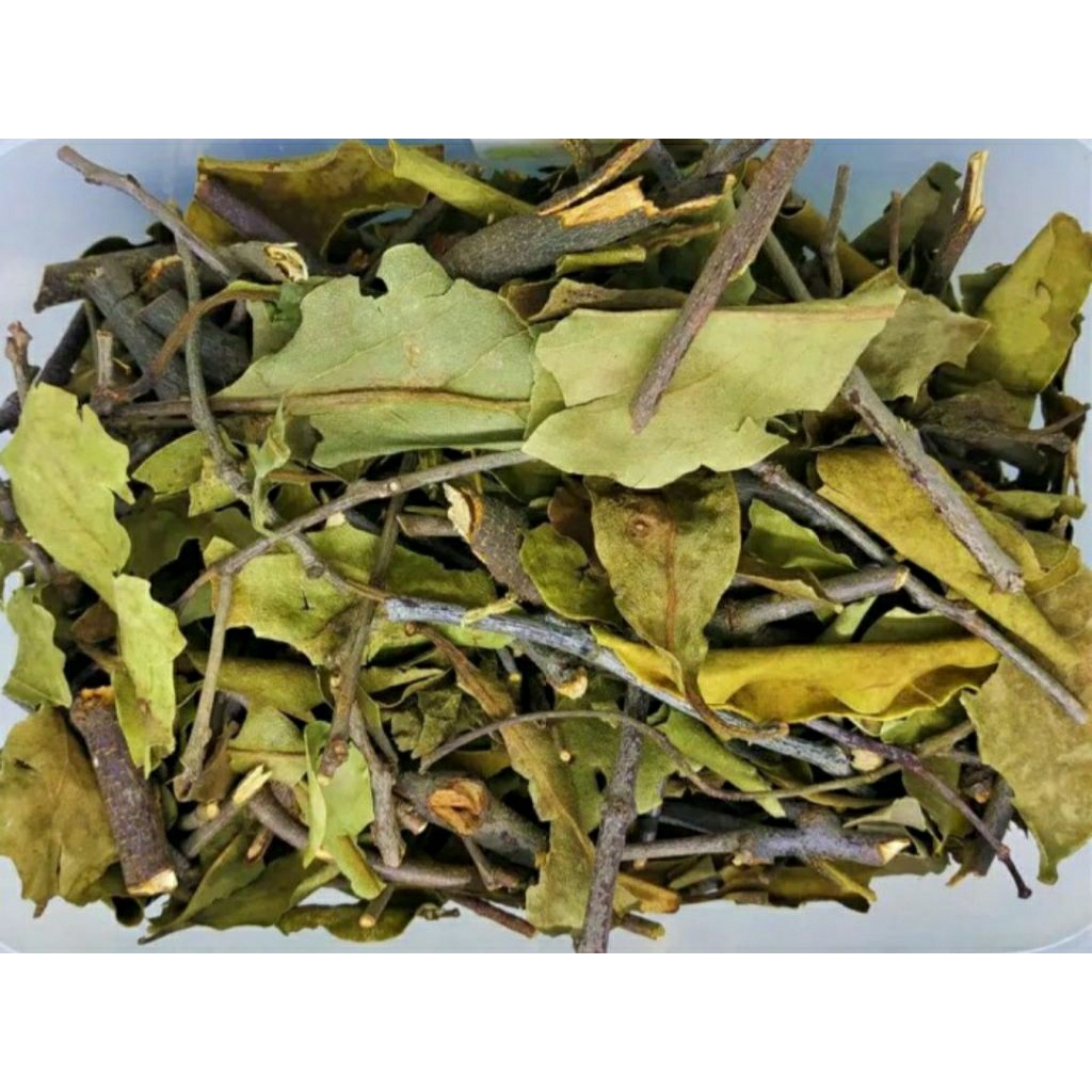 

Benalu Sawo 1000 Gram ranting dan daun Kwalitas Terbaik