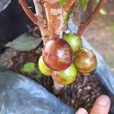 

Anggur White Jaboticaba, juga dikenal sebagai Jaboticaba Putih, adalah varietas anggur pohon yang unik dan langka yang berasal dari Brazil. Buahnya, yang tumbuh langsung dari batang pohon, menyerupai anggur biasa tetapi berwarna putih kekuningan saat mata