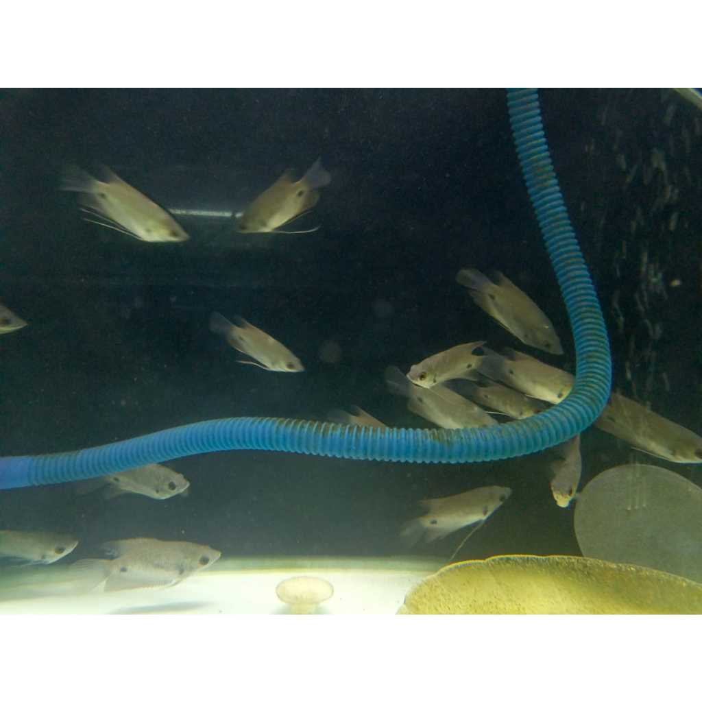 Ikan Gurame Sabah 5cm