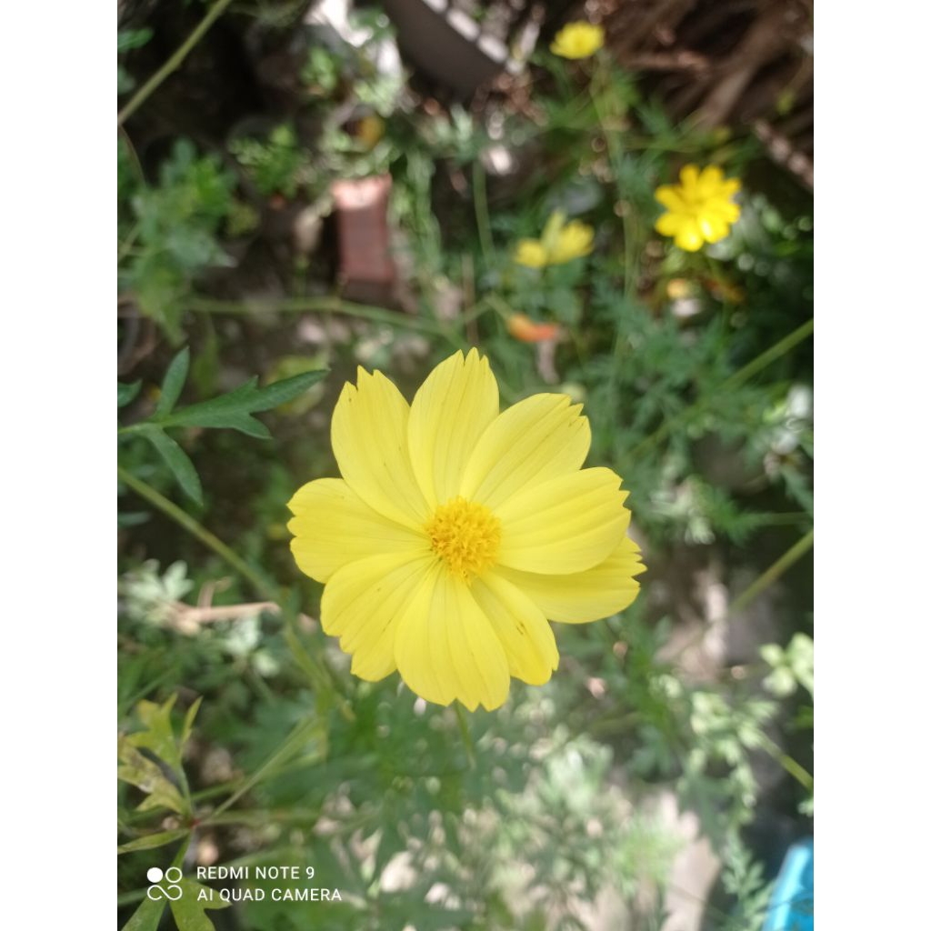 Benih Bunga Cosmos Kenikir Kuning