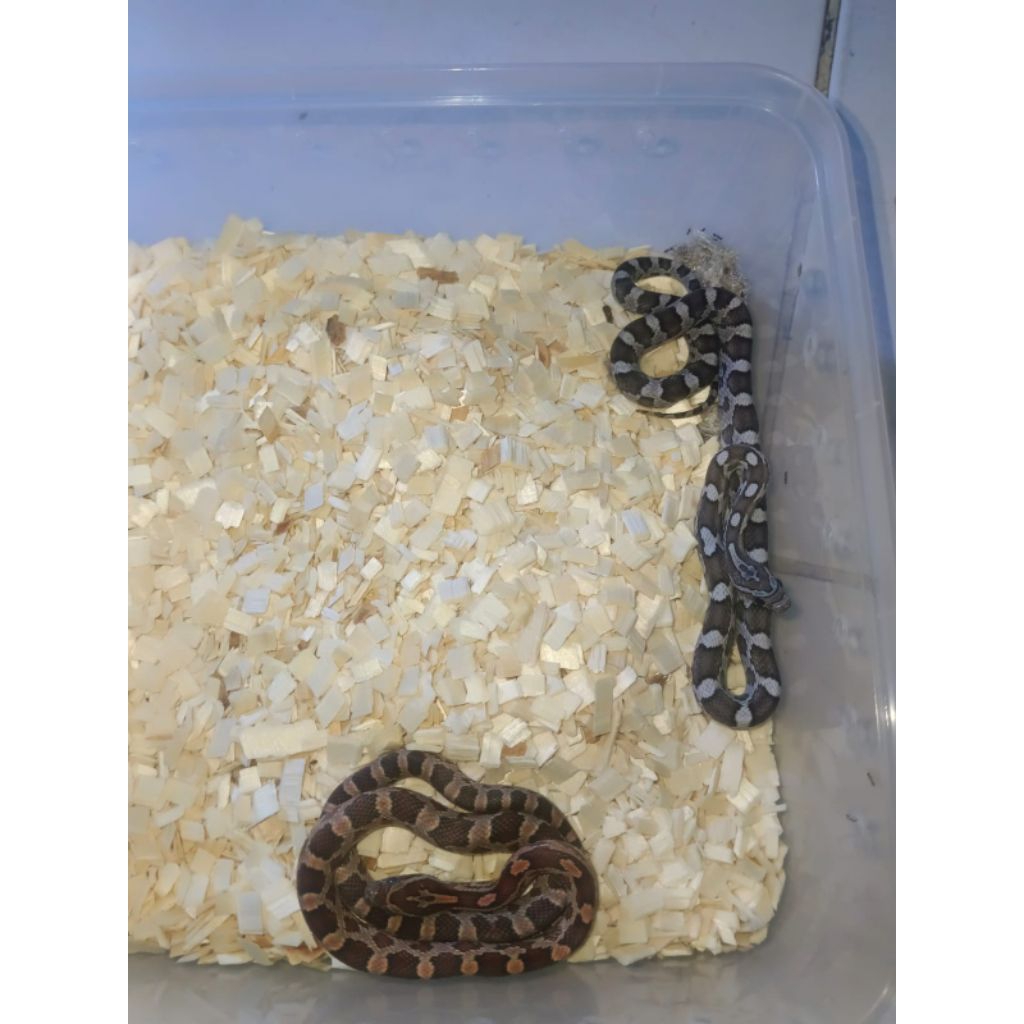 corn snake baby normal het amel dan anery het amel gunakan kurir instan