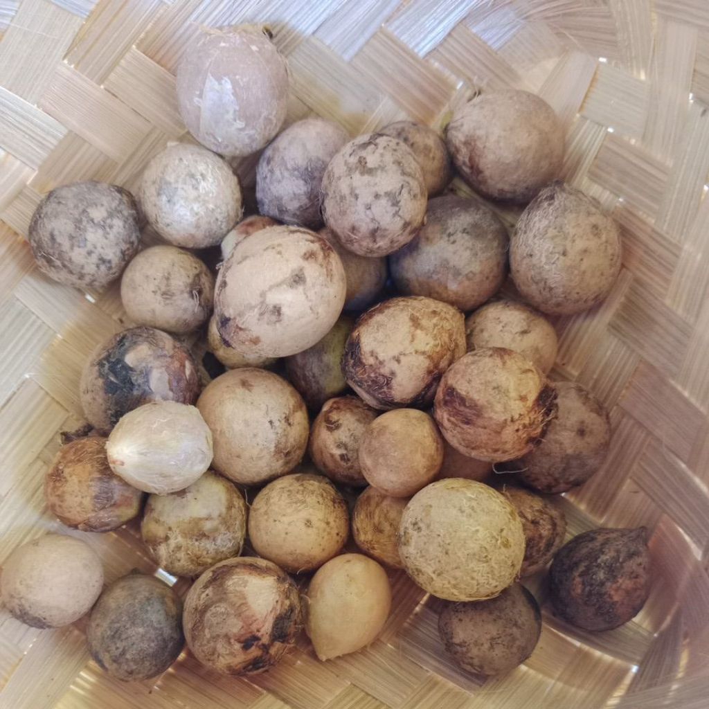 

biji nyamplung kering kupas 1 pcs