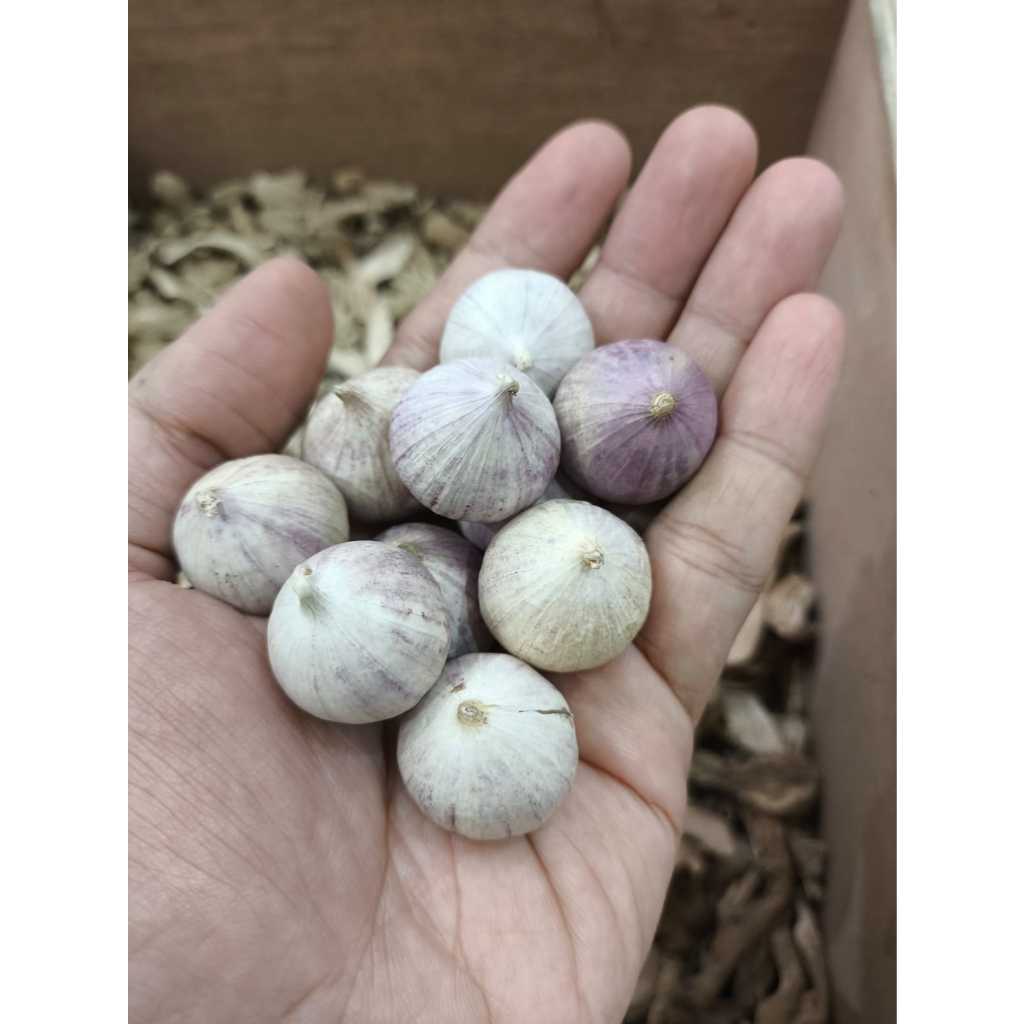 

Bawang Putih Lanang Tunggal Import Super