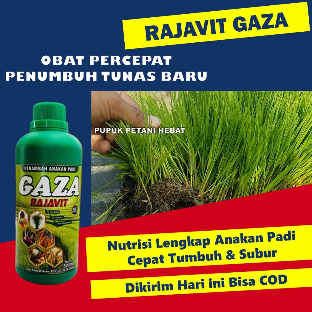 Rajavit Pupuk NPK Cair untuk Padi 500ml | Mempercepat Tunas & Anakan Padi Lebat | Pupuk Cair Padi Su