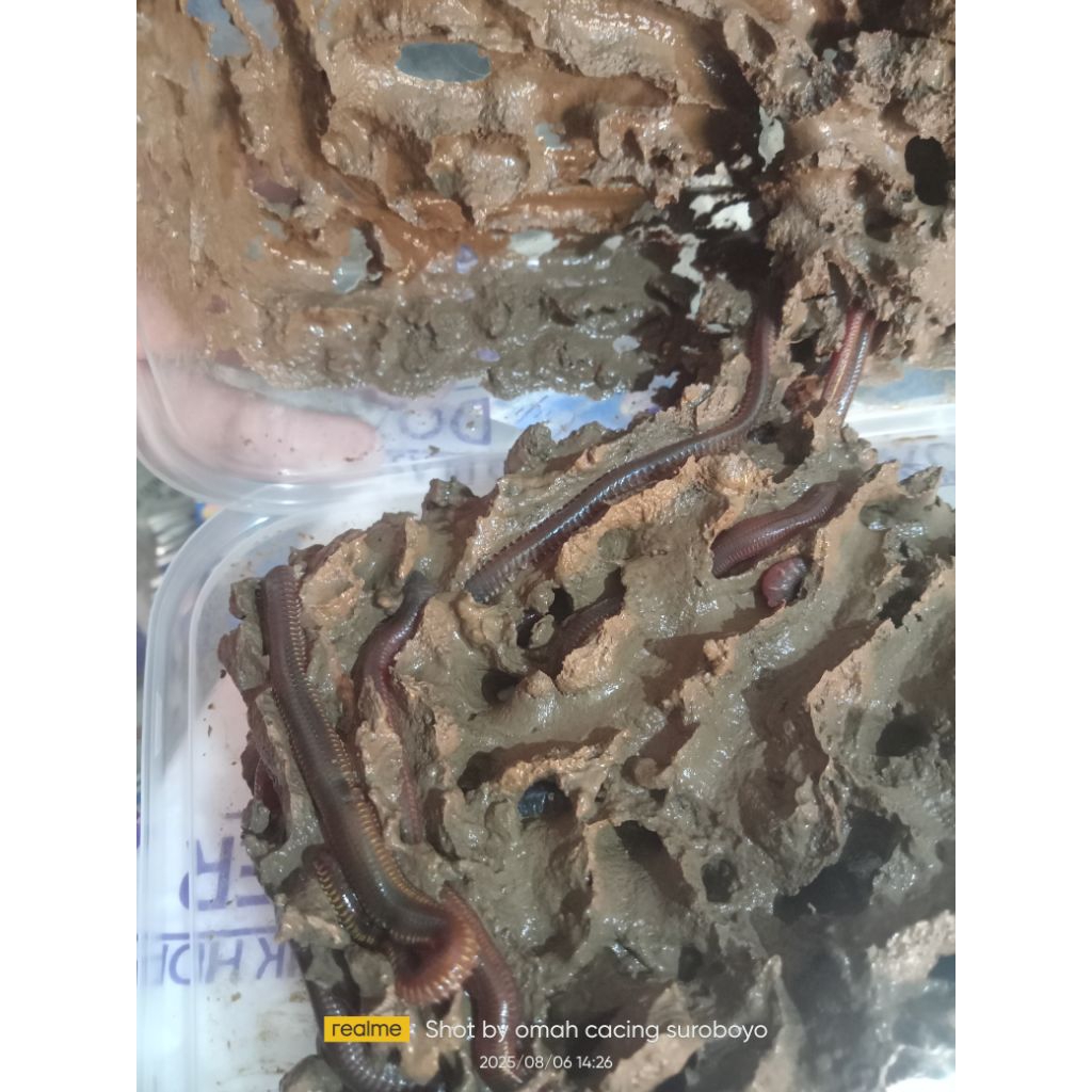 cacing laut naga 1 box