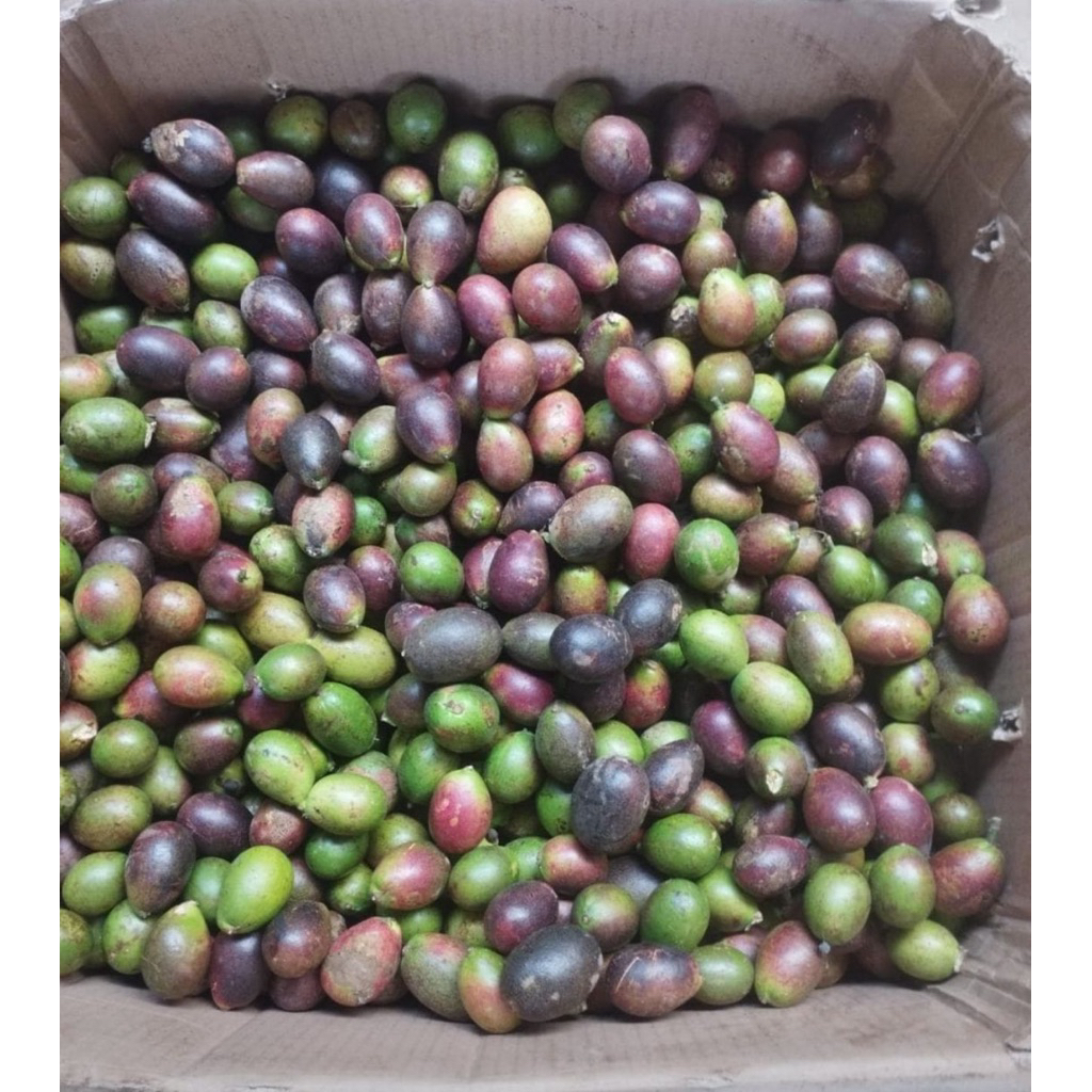 

matoa pati 1 kg dan 1/2 kg