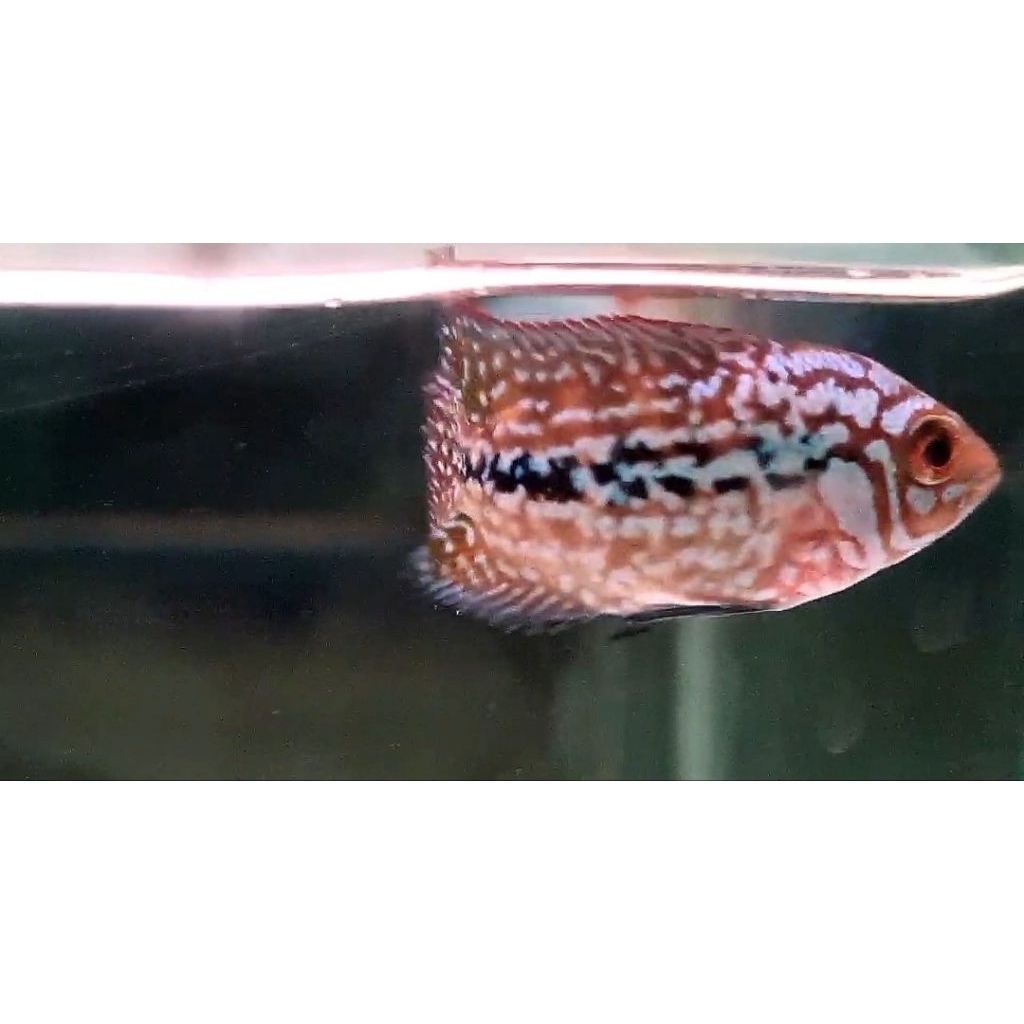 KingKamfaF2OriThailand🇹🇭