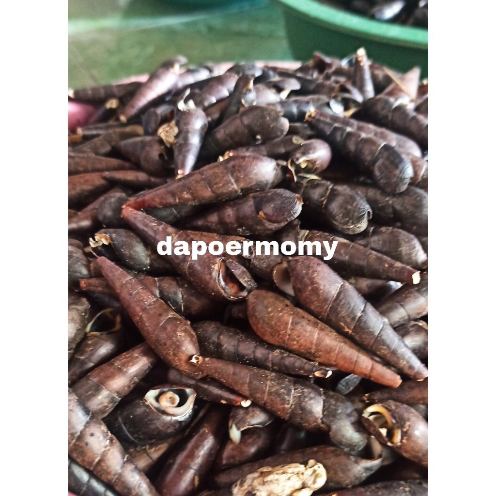 

Tutut Laut/Susuh Laut/Siput Laut 1 kg