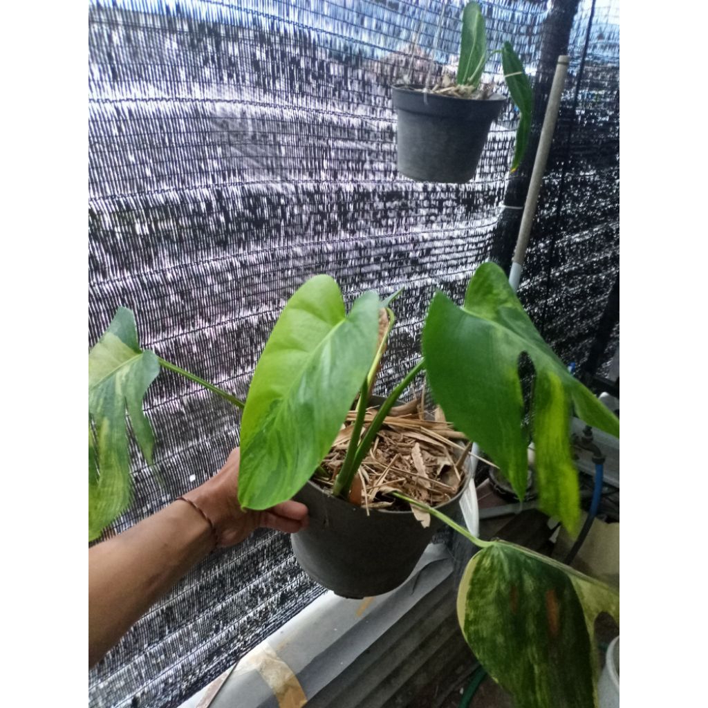 monstera marmorata