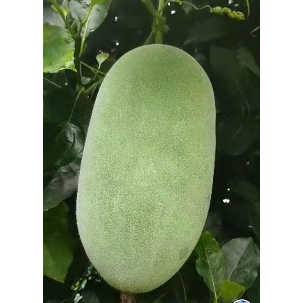 

Buah Bligo Super Bergaransi 3 kg - 3,6 kg