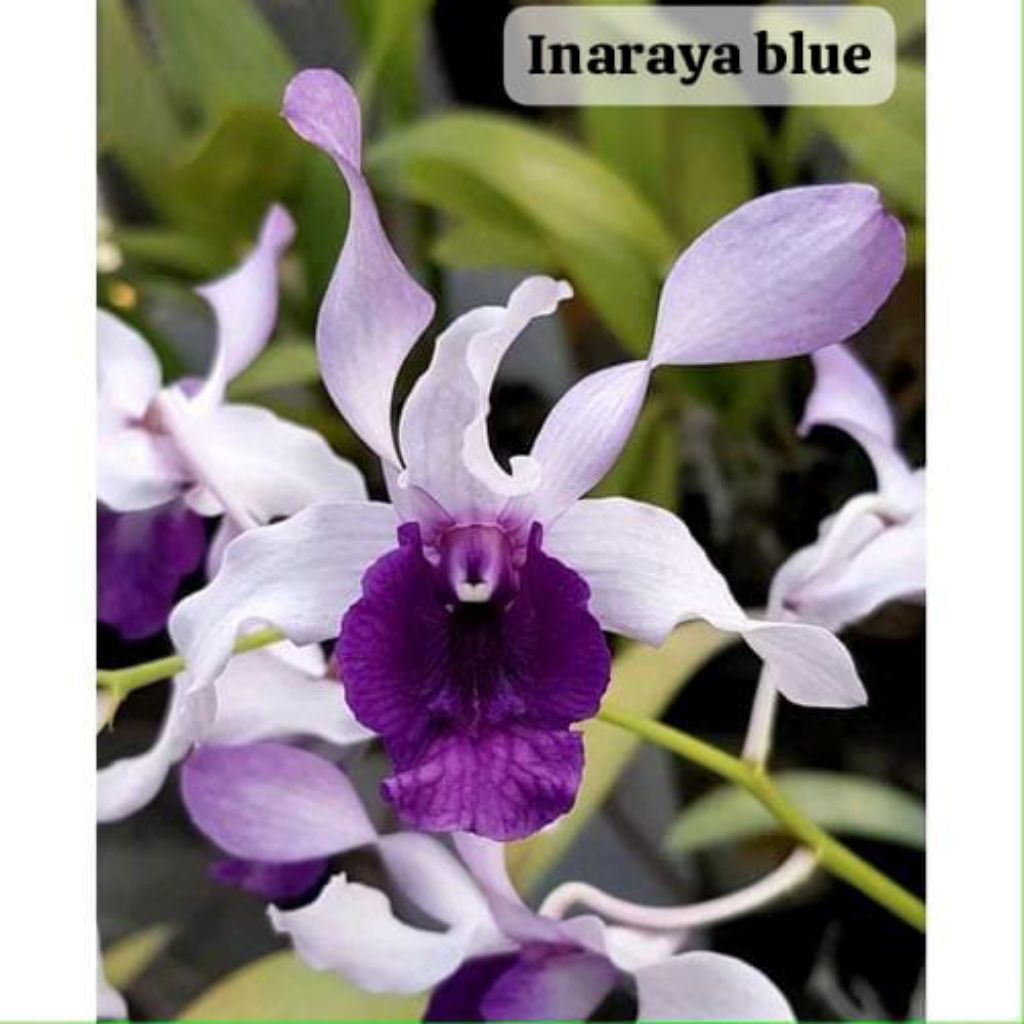 promo anggrek dendrobium inaraya blue murah