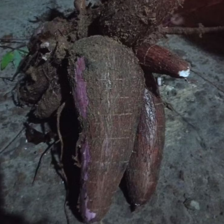 

1KG SINGKONG KULIT MERAH FRESH