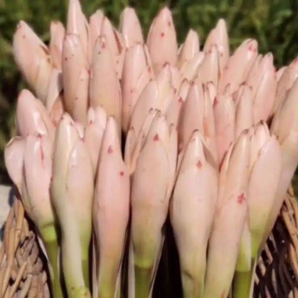 

New Promo kecombrang segar langsung petik dari kebun 500 gram- 1kg COD