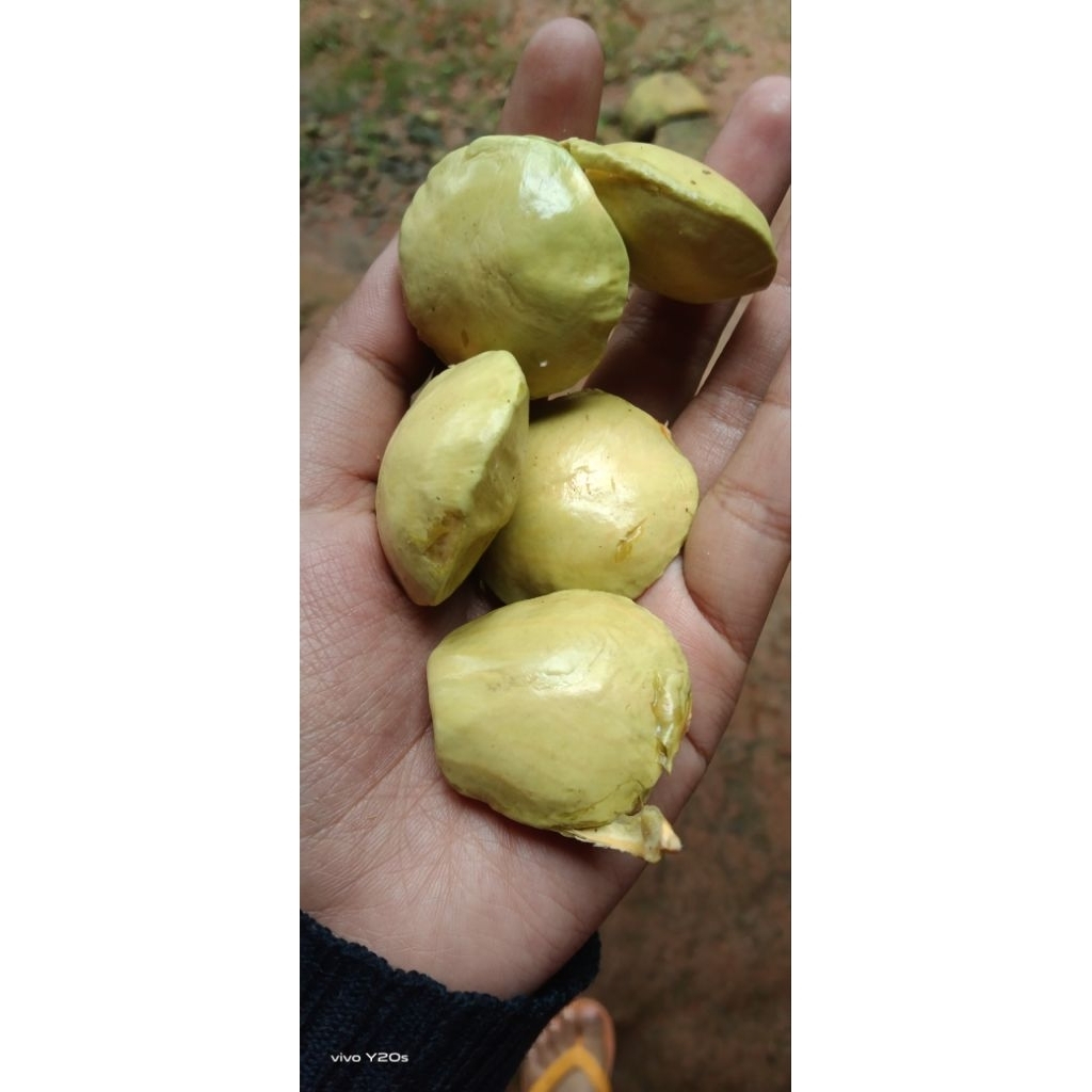 

buah jengkol muda per 1kg