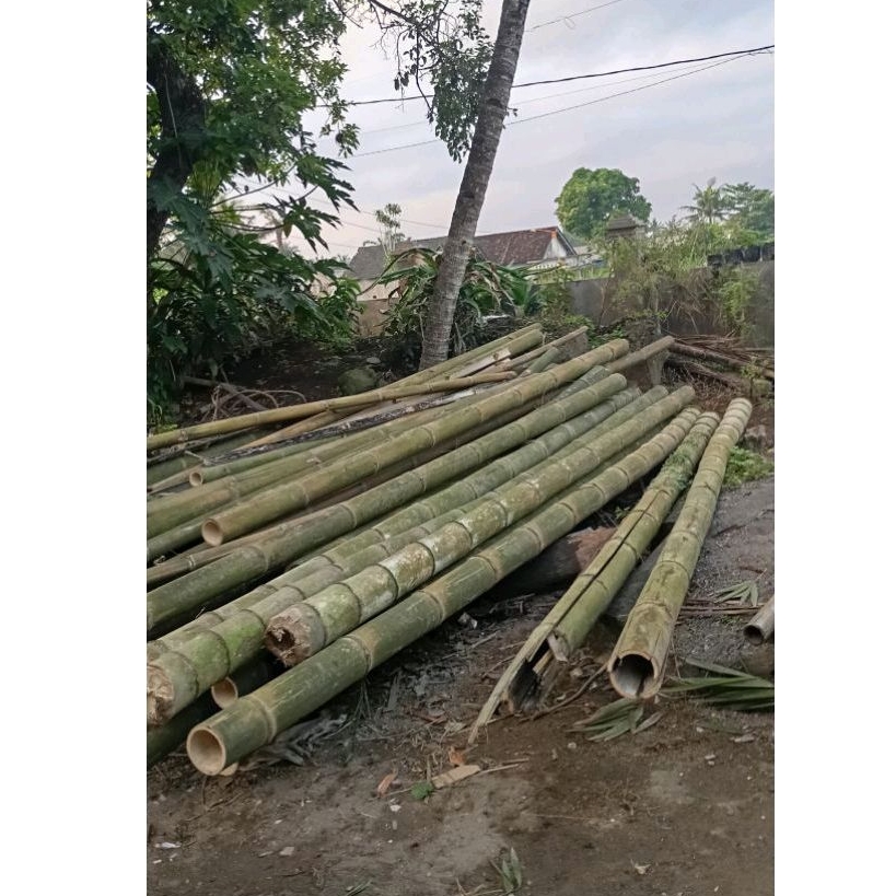 BAMBU PETUNG SUPER TUA BAHAN ADEK2 Sayap SENDAREN 250-340