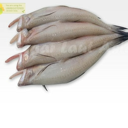 

Ikan Lome Segar 1Kg Ikan Lomek Utuh Ikan Lume