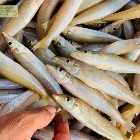 

Ikan Rejung Segar 1Kg Ikan Kaca Piring