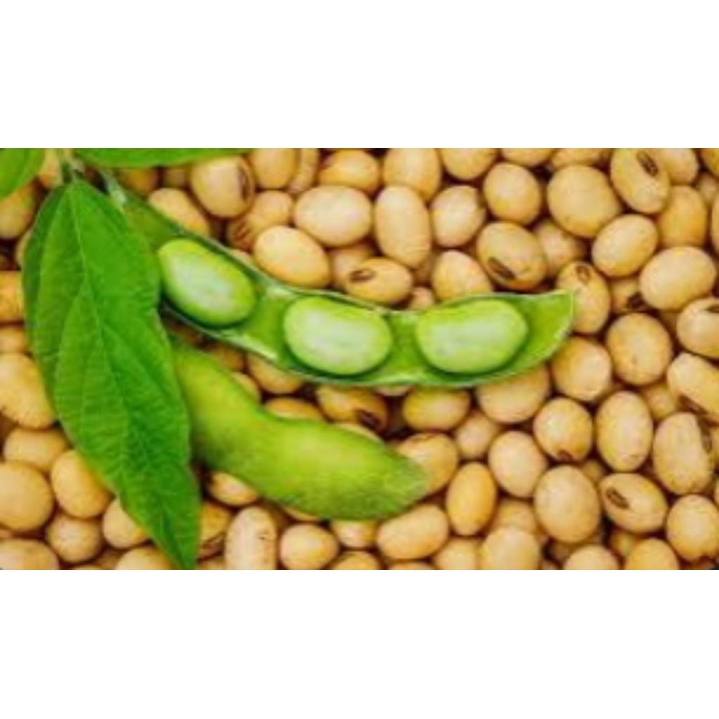 

kedelai mentah berkualitas 500gx3