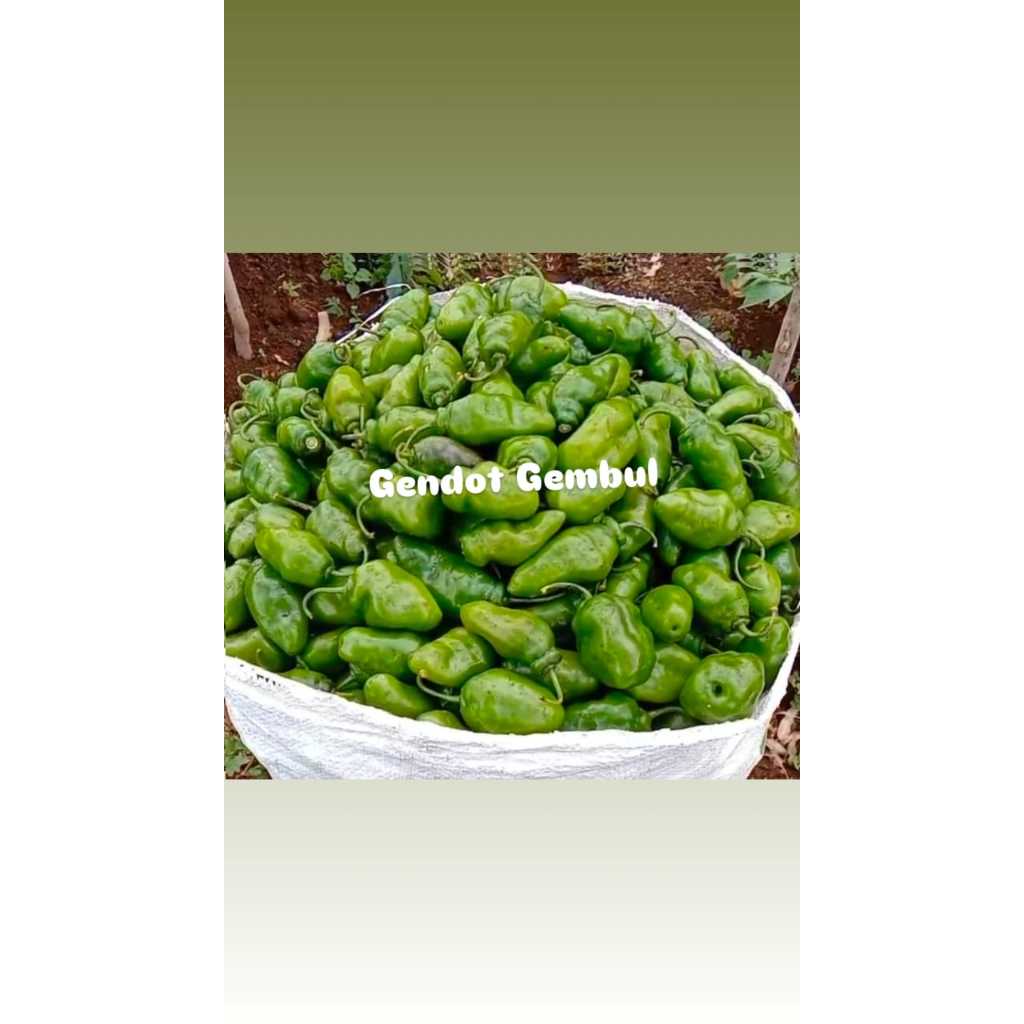 

Cabe gendot 500 gr