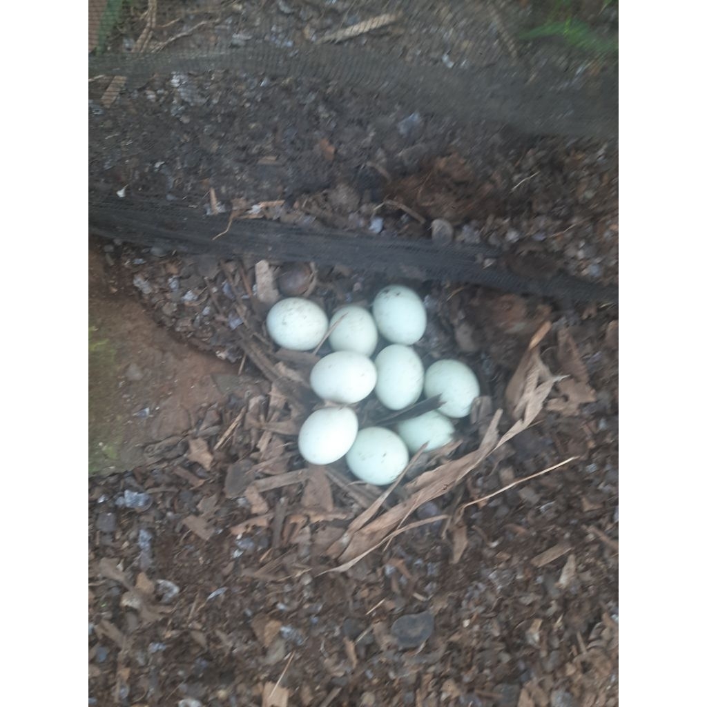 TELUR BEBEK MOJOSARI Bisa ditetaskan