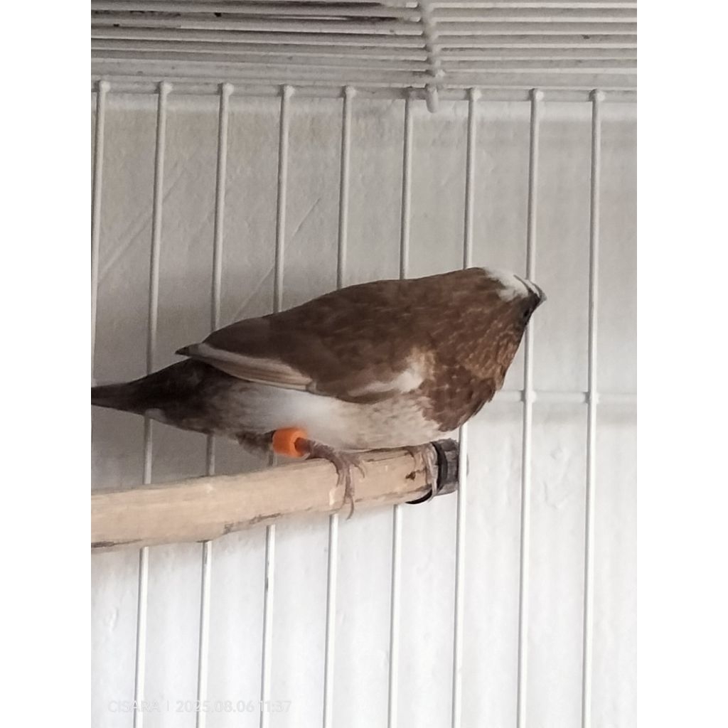 Emprit Jepang Split Holland (Betina Dewasa)