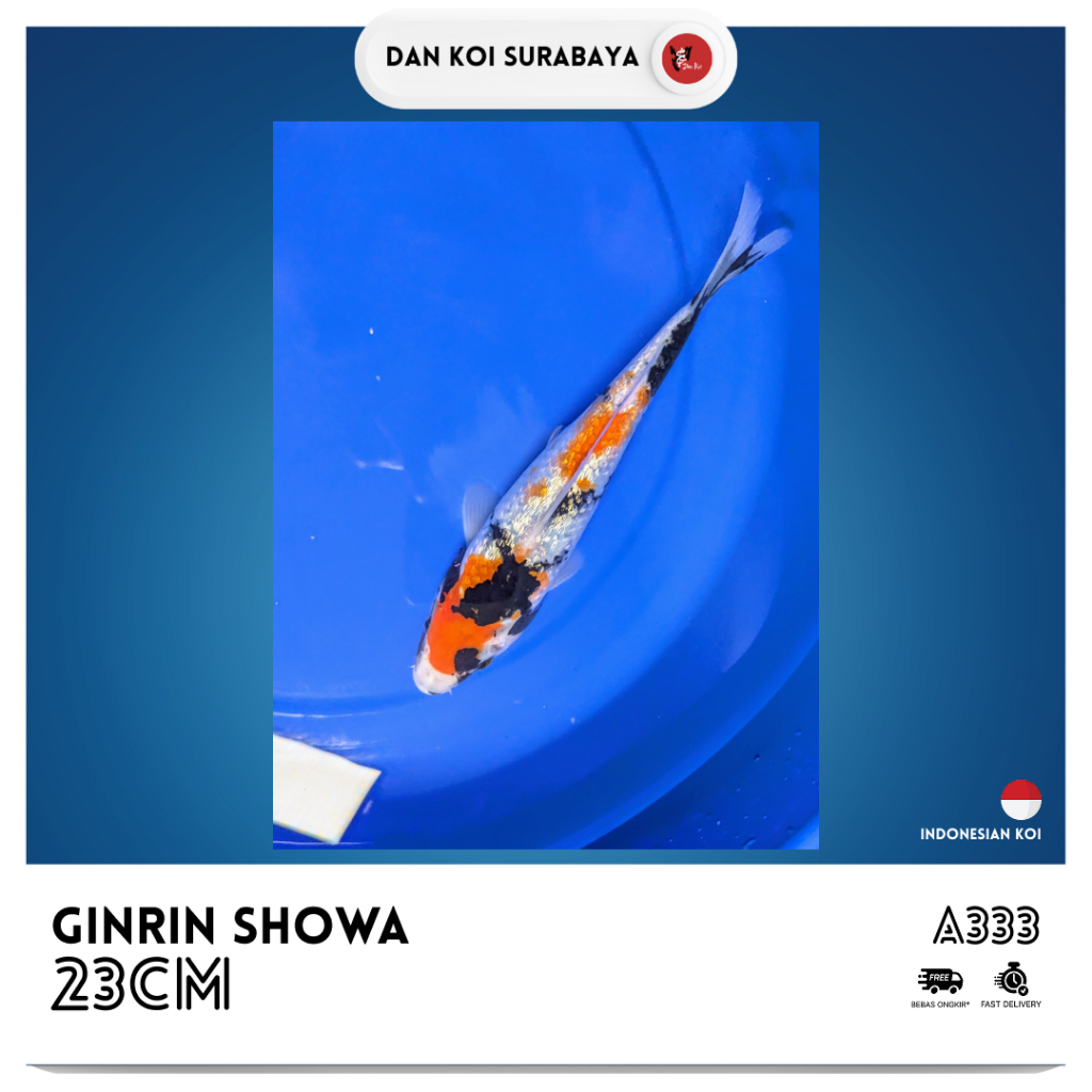Ikan Koi Ginrin Showa Kode A333