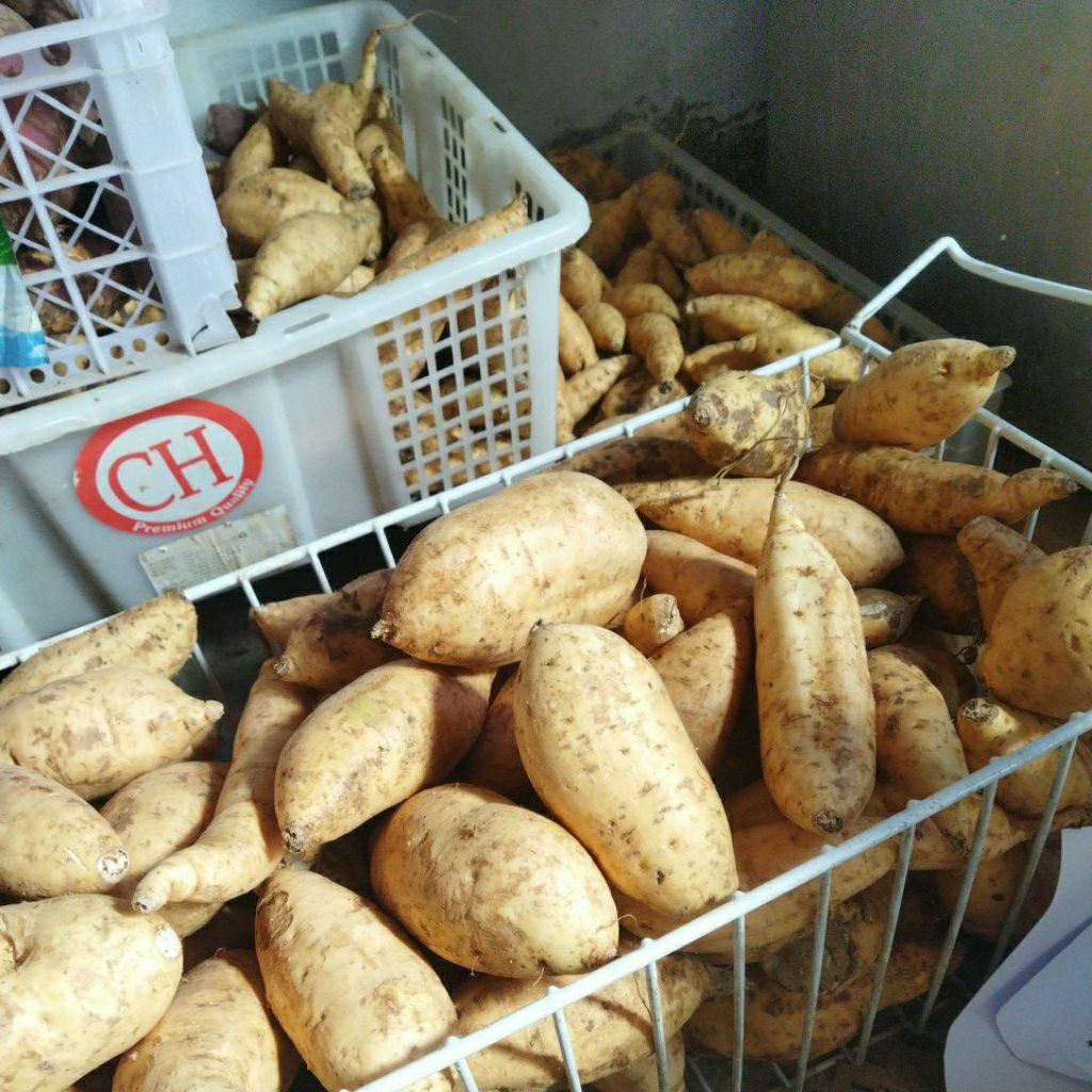 

ubi cilembu super madu 1kg