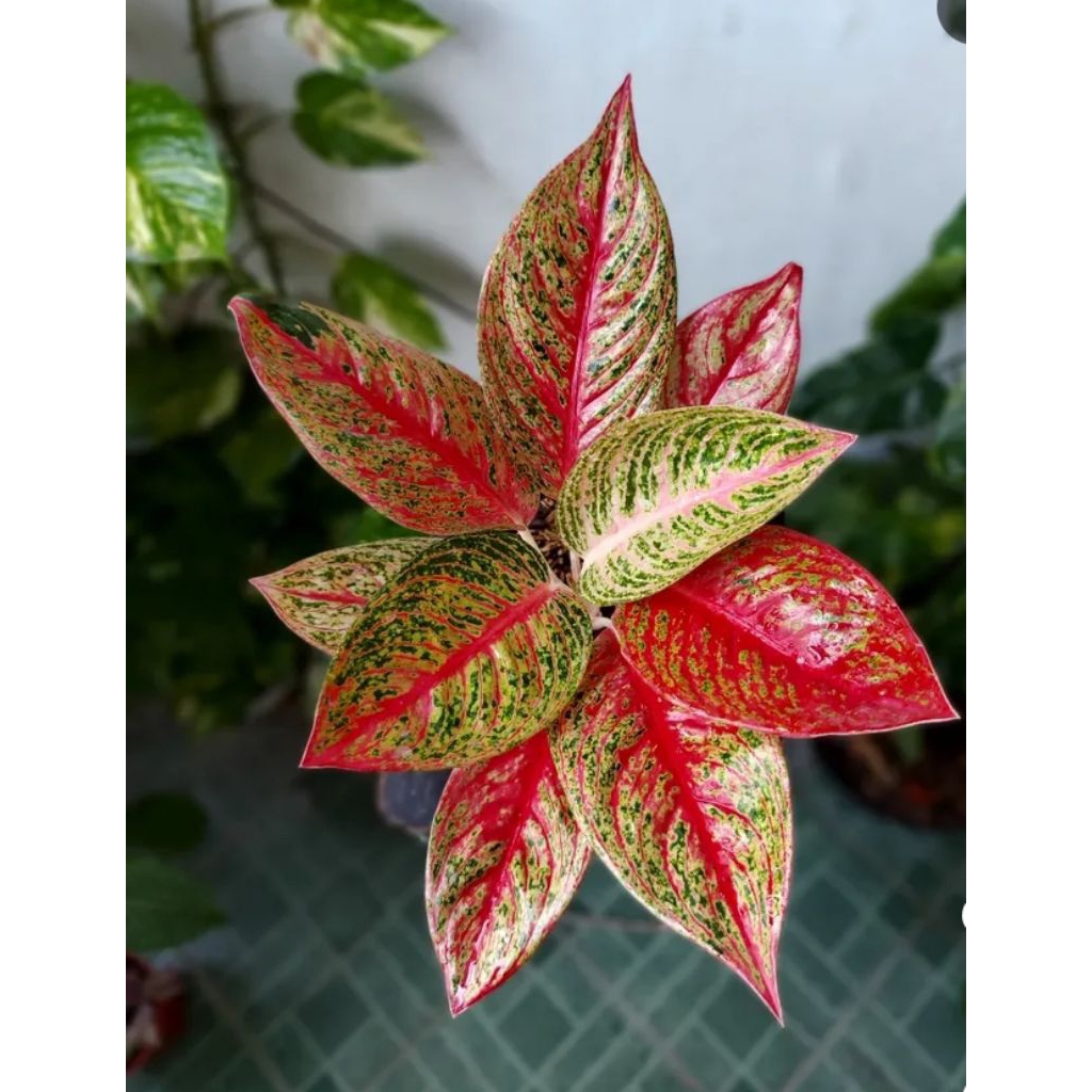 Tanaman Hias Aglonema bibit/bonggol Legacy merah